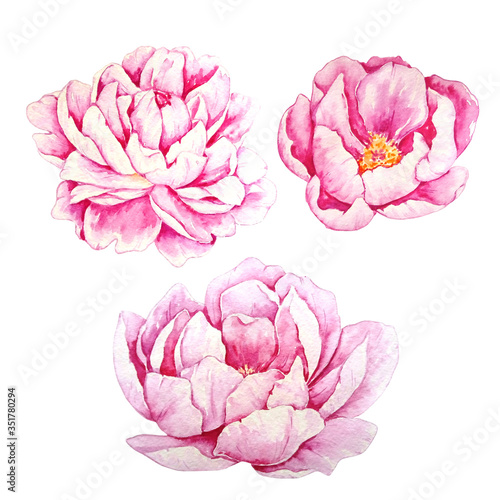 three watercolor pink single peonies