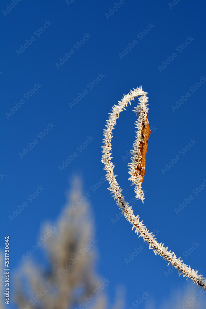 Naklejka premium Winter haiku - branches with hoarfrostand leaf on sky background