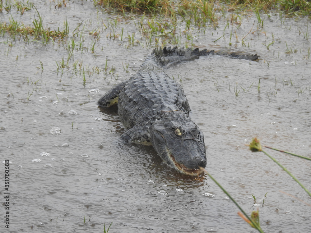 Obraz premium YACARE 