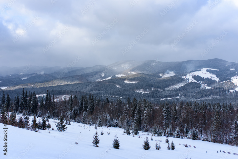 Spruce mountain forest covered by snow. Spruce mountain forest covered by snow.