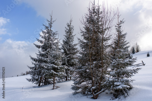 Spruce mountain forest covered by snow.