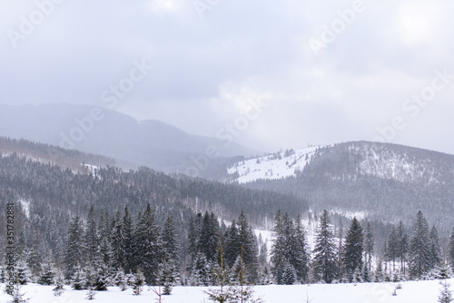 Spruce mountain forest covered by snow. © wolfhound911