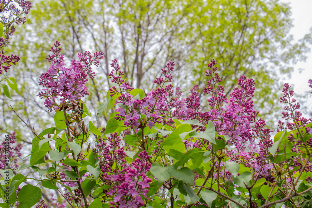 Vibrant blooms of beautiful and fragrant Persian lilac blossoms (syringa persica), with defocused background