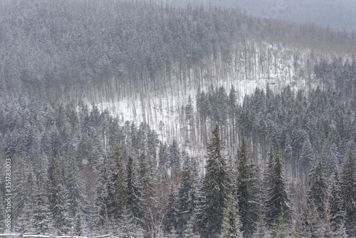 Spruce mountain forest covered by snow.