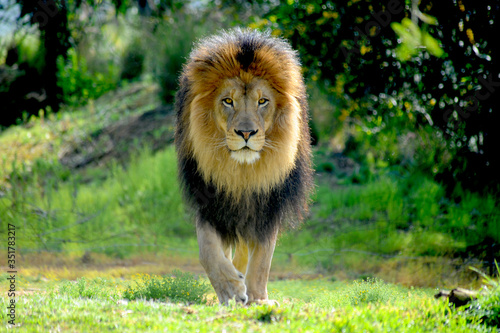Fényképezés Male Lion walking in a stalking manner directly towards the camera