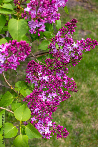 Vibrant blooms of beautiful and fragrant Persian lilac blossoms (syringa persica), with defocused background