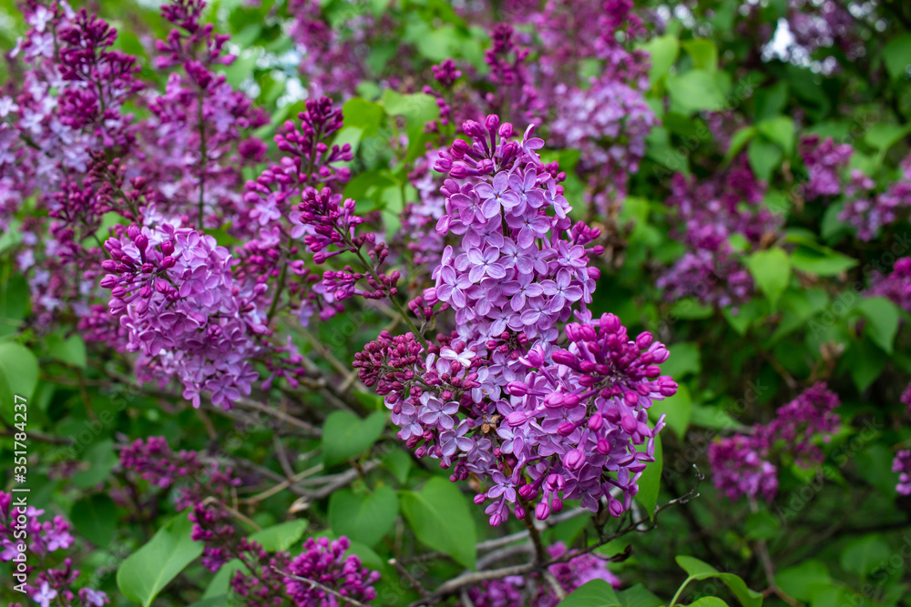 Vibrant blooms of beautiful and fragrant Persian lilac blossoms (syringa persica), with defocused background