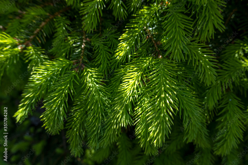 Close up the twigs of Sitka Spruce Picea sitchensis in the spring. Close up the twigs of Sitka Spruce Picea sitchensis in the spring.