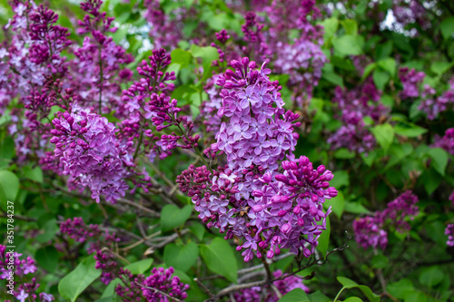 Vibrant blooms of beautiful and fragrant Persian lilac blossoms  syringa persica   with defocused background