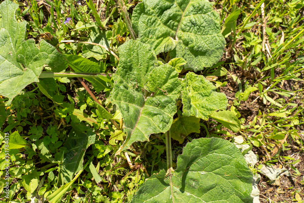 Fototapeta premium young burdock leaves in natural