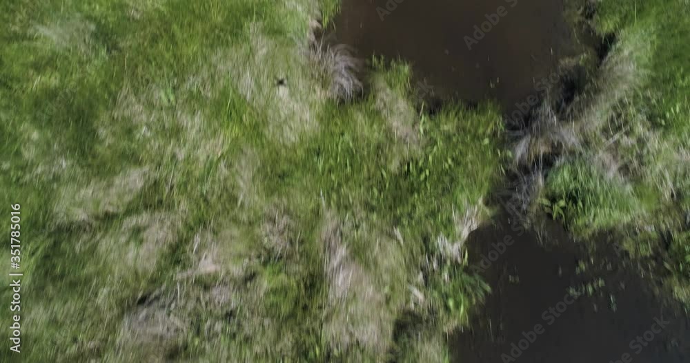 Close up of swamp wetland habitat and proximity to manmade bridge Close up of swamp wetland habitat and proximity to manmade bridge