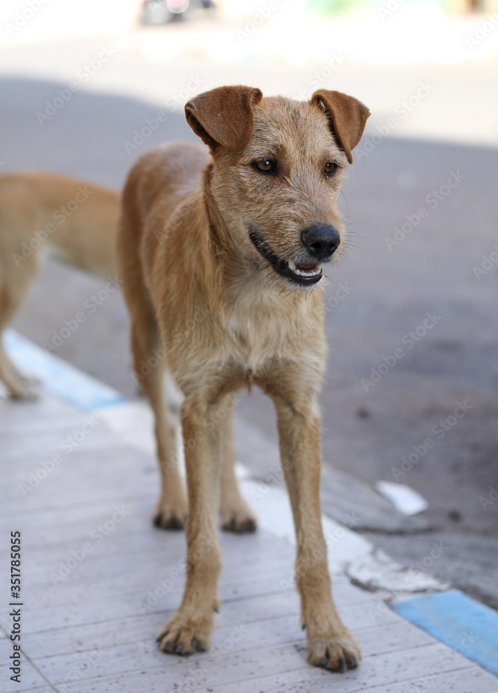 A flock of stray dogs.