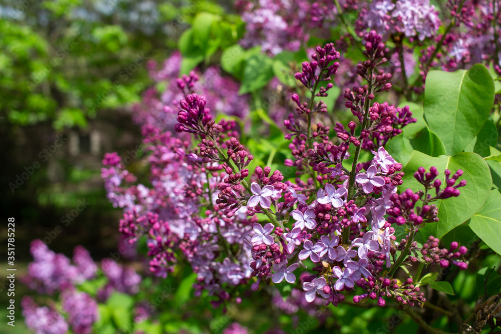 Vibrant blooms of beautiful and fragrant Persian lilac blossoms (syringa persica), with defocused background Vibrant blooms of beautiful and fragrant Persian lilac blossoms (syringa persica), with defocused background