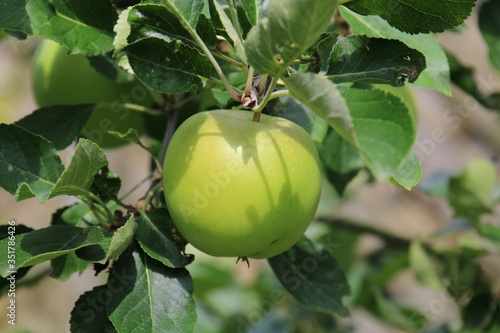 Tableau sur Toile Close-up Of Granny Smith Apple Growing Outdoors
