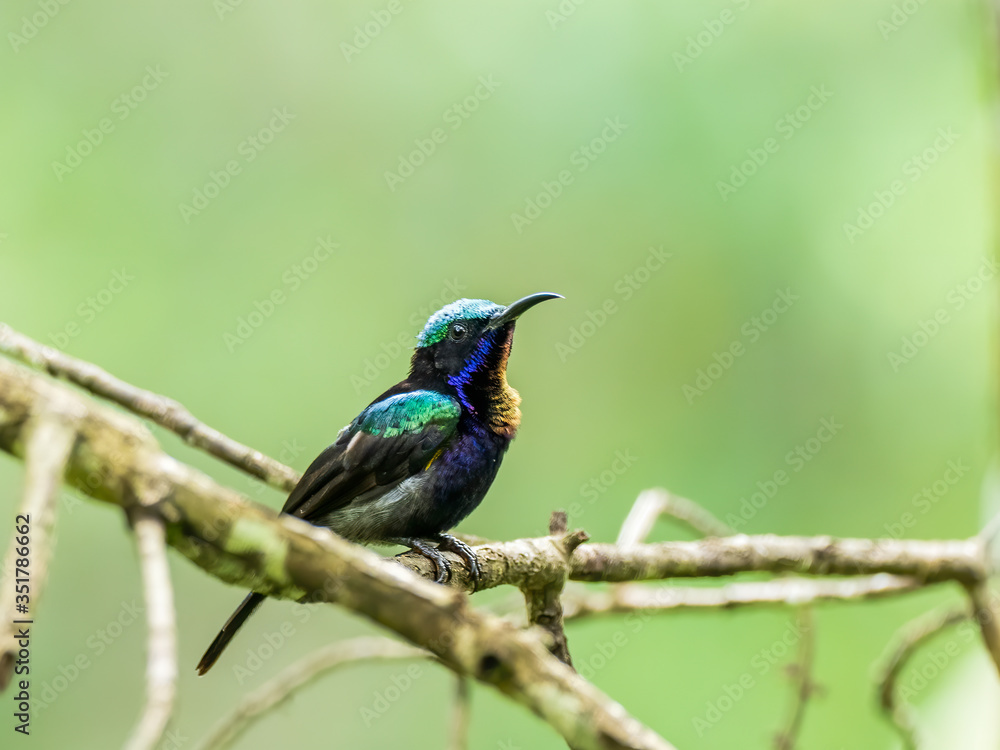 Male Copper-throated Sunbird (Leptocoma calcostetha) perching on a branch. A large sunbird completely covered with iridescence and can appear dark all over yet display brilliant colors in good light.
