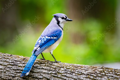 Blue jay portrait close up in summer green leafs