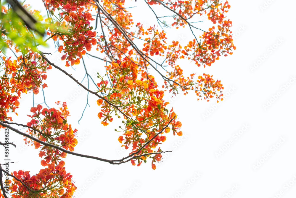 Beautiful red peacock Isolated on a white background.