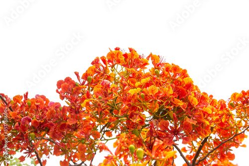 Beautiful red peacock Isolated on a white background. photo