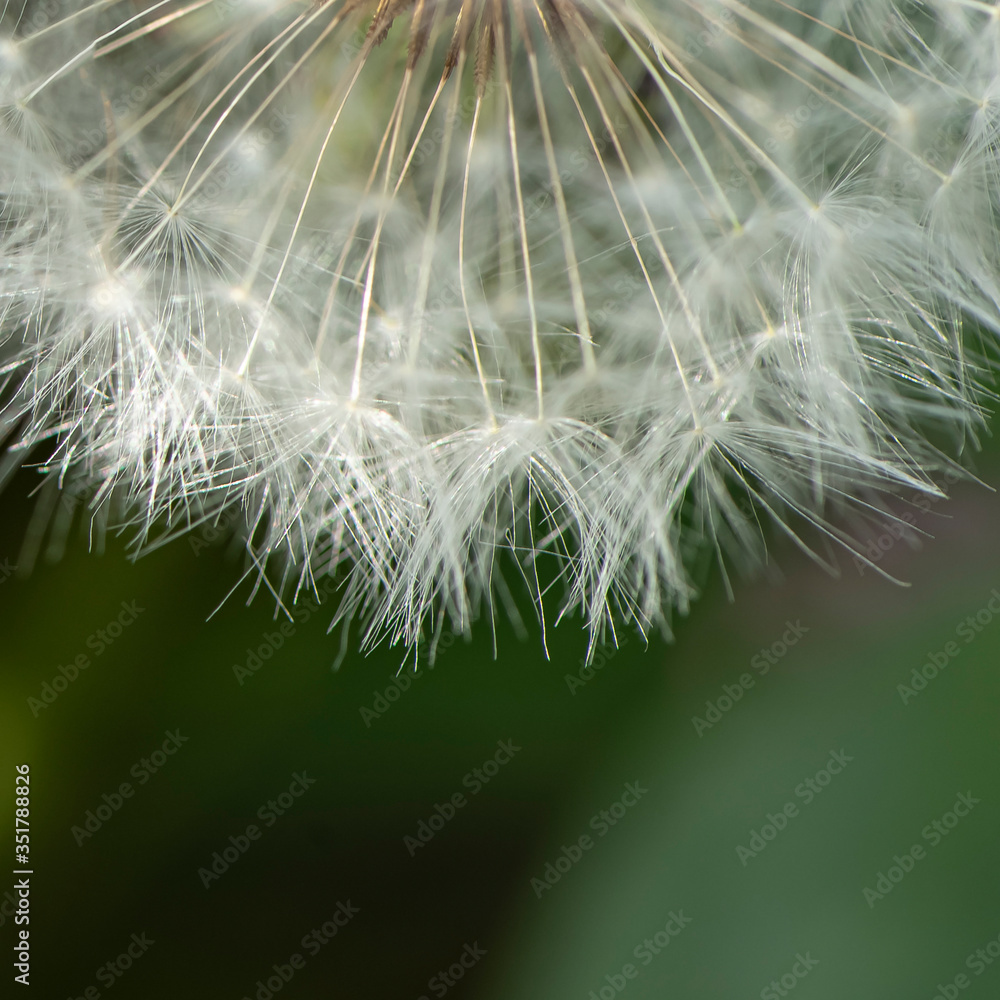 Fototapeta premium たんぽぽ