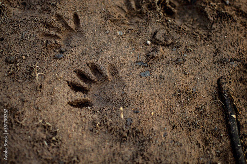 Raccoon prints in the lakeshore's sandy muck.