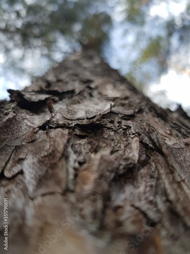 Bark on the trunk of a tree