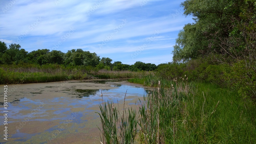 lake in the forest