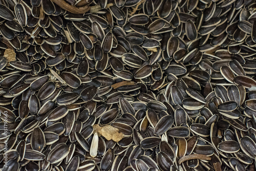 Black sunflower seeds, square organic background