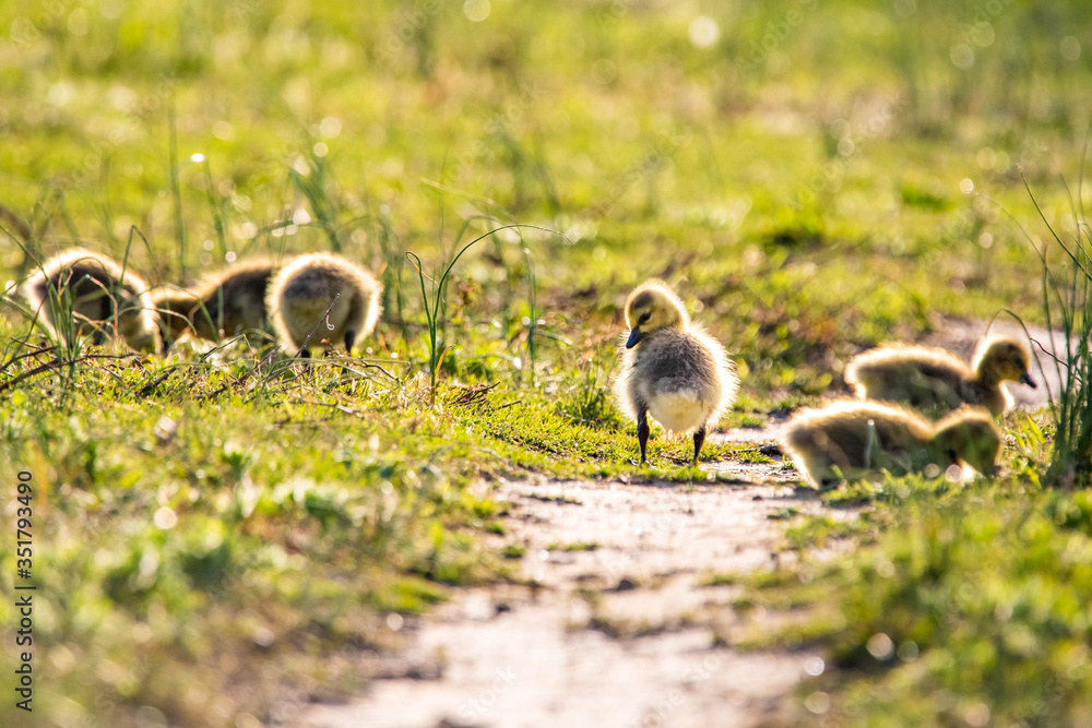 Cute baby canadian gosling birds in the wild at spring Cute baby canadian gosling birds in the wild at spring