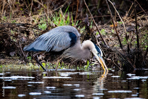 Canvas-taulu Great blue heron in swamp alone in spring