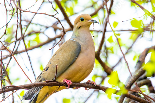 Wallpaper Mural Cute mourning dove portrait close up in spring