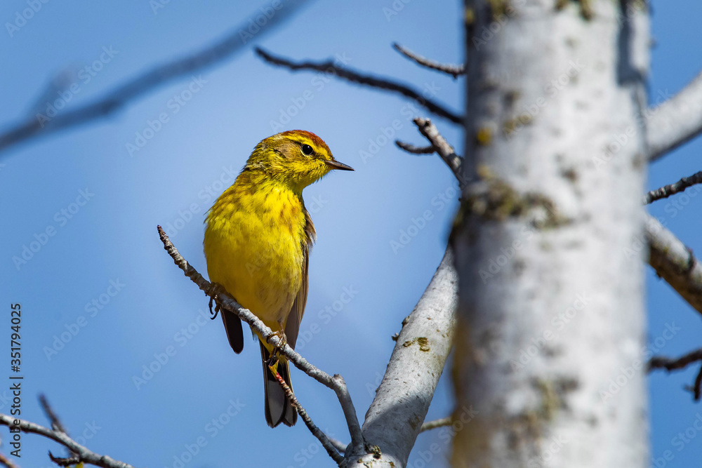 Fototapeta premium Cute palm warbler portrait close up in spring