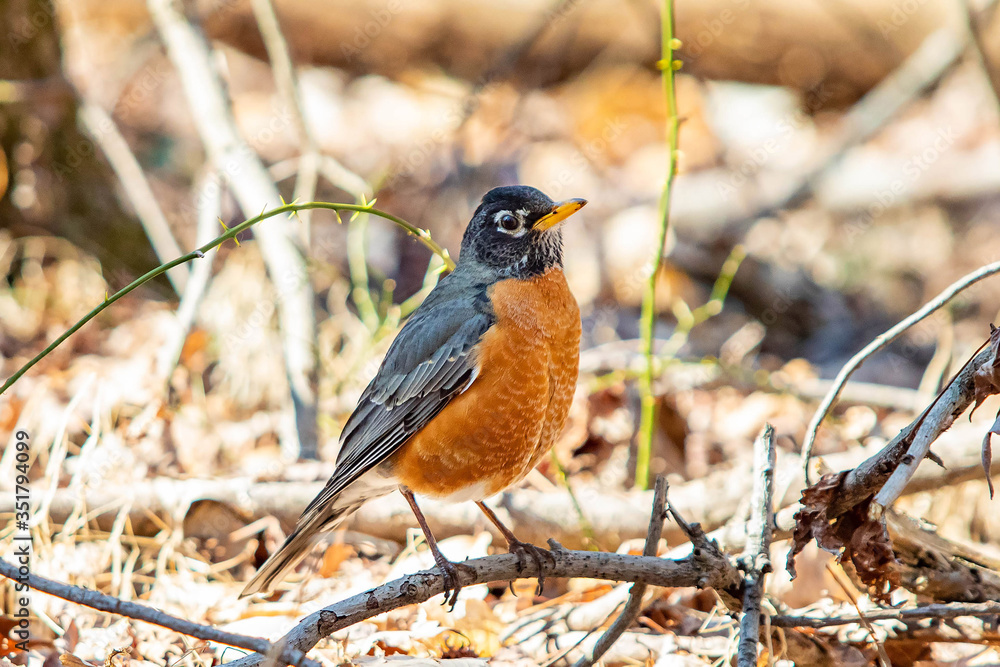 Cute robin bird close up portrait in spring Cute robin bird close up portrait in spring