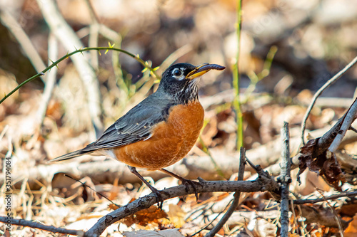 Cute robin bird eating worm close up portrait in spring © PhotoSpirit