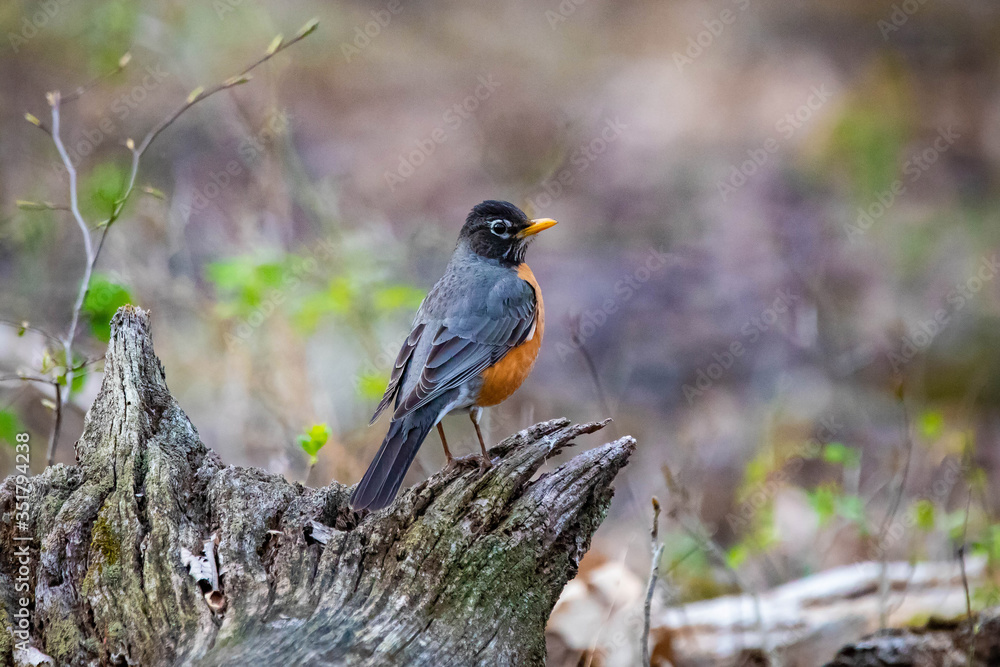 Cute robin bird close up portrait in spring Cute robin bird close up portrait in spring
