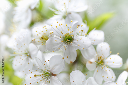 Cherry blossom close-up with yellow stamens. White cherry blossom branch with bokeh effect. Spring cherry twigs with blooming white flowers and green leaves.