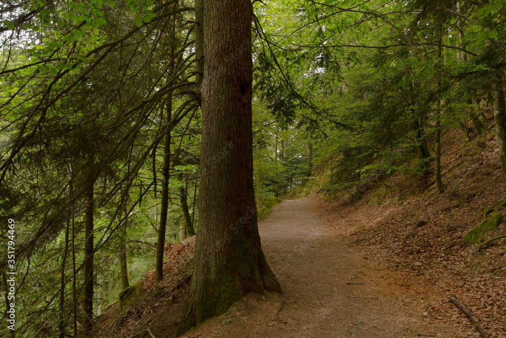 Waldweg bei Oppenau im schwarzwald Waldweg bei Oppenau im schwarzwald