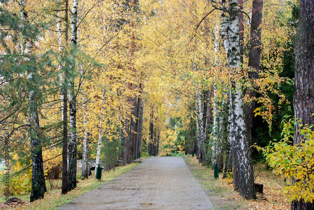 Birch trees with yellow and orange leaves in the forest. Fallen foliage lies on the ground. Autumn landscape on a clear sunny day. Alley in the park in the fall.