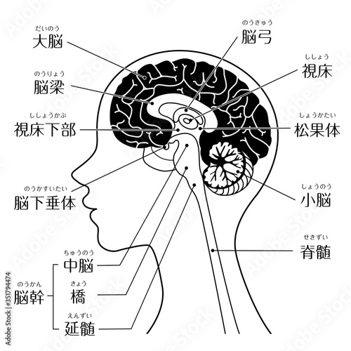 人間の体_脳_文字あり（ライン）