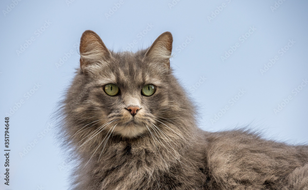 Portrait of a fluffy grey haired cat with striking green eyes isolated against a clear background image in horizontal format with copy space