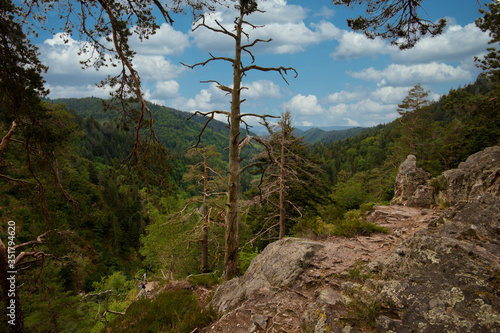 Blick vom Sagenrundweg bei oppenau in den Schwarzwald