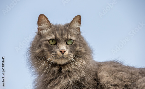 Photography Portrait of a fluffy grey haired cat with striking green eyes isolated against a