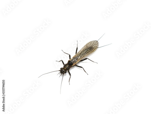 Stonefly plecoptera insect isolated on white background