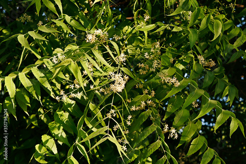 Azadirachta indica, commonly known as neem, nimtree or Indian lilac