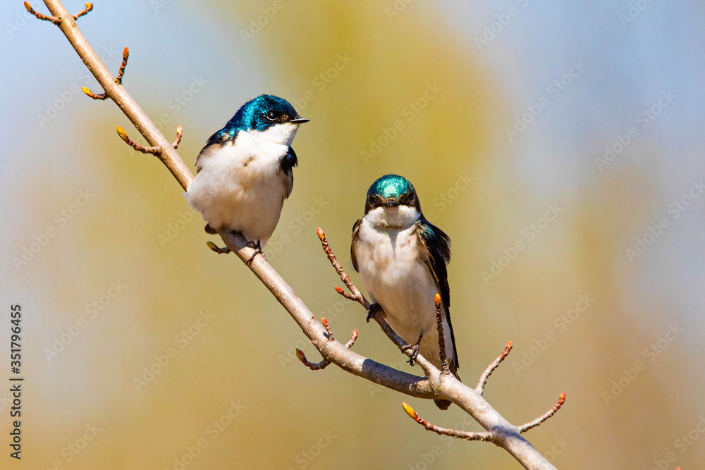 Obraz premium Cute tree swallow birds couple mating close up portrait in spring