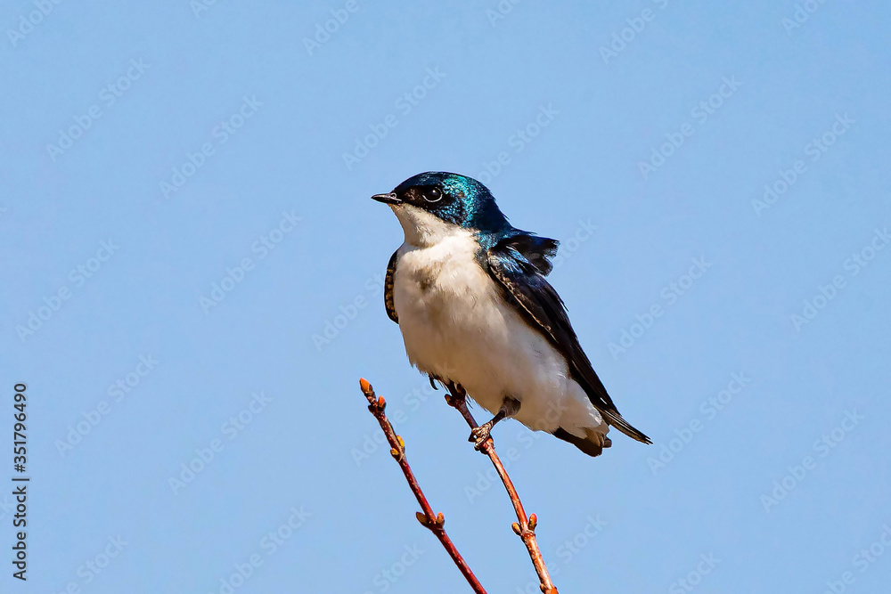 Cute tree swallow bird close up portrait in spring Cute tree swallow bird close up portrait in spring