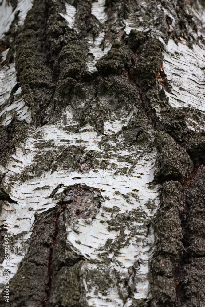 Bark of a birch tree. Bark of a birch tree.