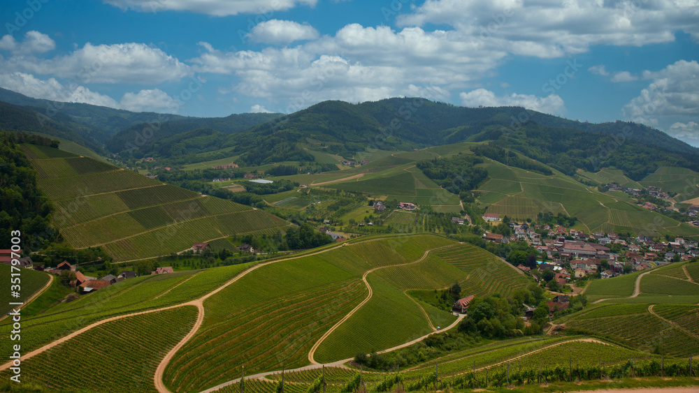 Weinberge bei Durbach in der ortenau im frühling