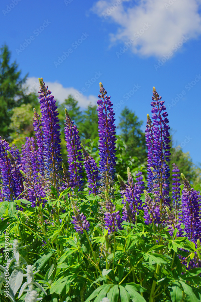 Obraz premium Lupinus, łubin, łubin pole z niebieskimi kwiatami. Pęczek łubinu kwiat lato tło. Kwitnące kwiaty łubinu. Pole łubinu. Fioletowe kwiaty wiosenno-letnie. koncepcja natury