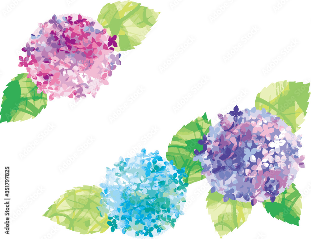 ピンクと紫とブルーの紫陽花のベクターイラスト Stock Vector Adobe Stock