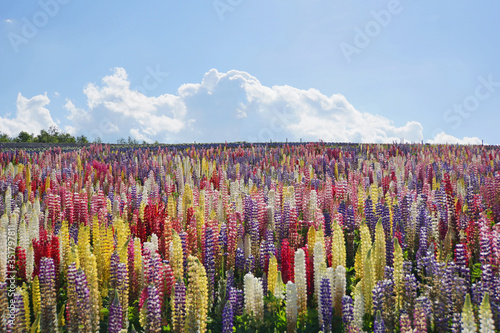 Konstfotografi Lupinus, lupin, lupine field with colorful flowers under the blue sky